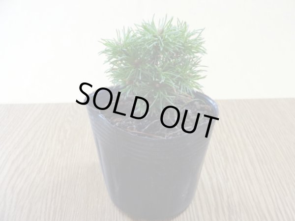 画像2: 四国五葉松(3) (2)