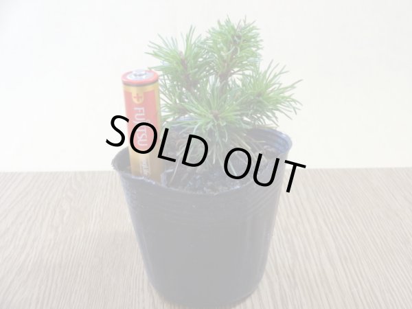 画像4: 四国五葉松(2) (4)