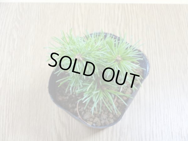 画像3: 四国五葉松(2) (3)