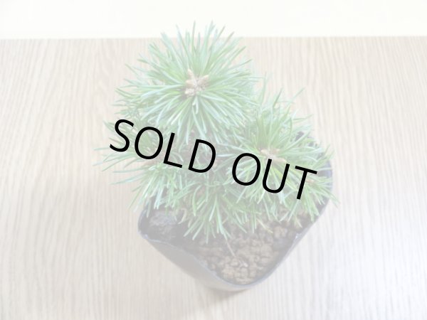 画像3: 四国五葉松(5) (3)