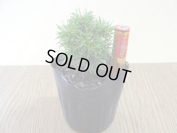 画像4: 四国五葉松(3) (4)