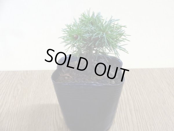 画像2: 四国五葉松(4) (2)