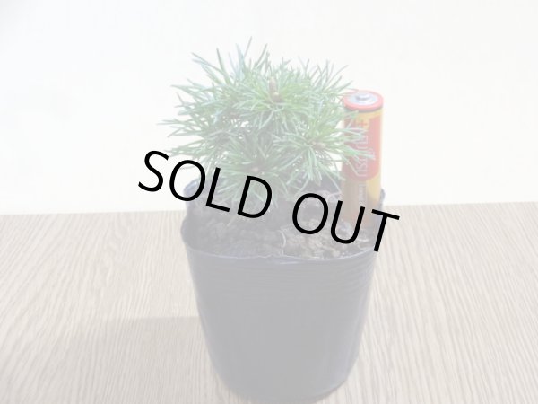 画像4: 四国五葉松(4) (4)