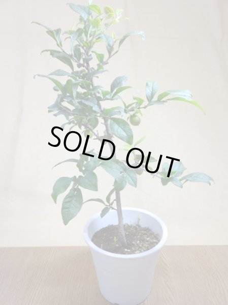 画像2: ローヤ柿 紅若丸 (2)