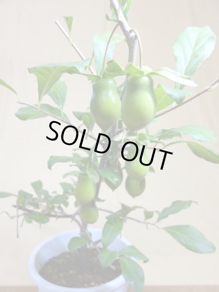 画像4: ローヤ柿 小次郎(1) (4)