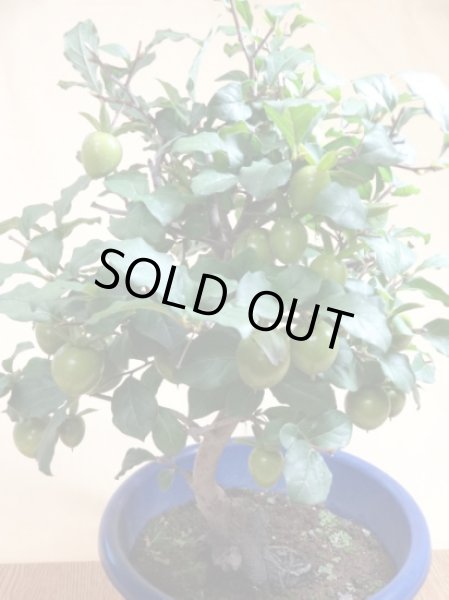 画像3: ローヤ柿 紅光(2) (3)