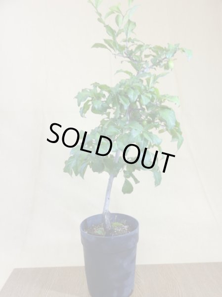 画像2: ローヤ柿 妙義黒天目(2) (2)