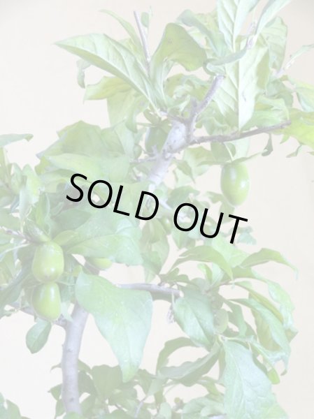 画像3: ローヤ柿 妙義黒天目(1) (3)