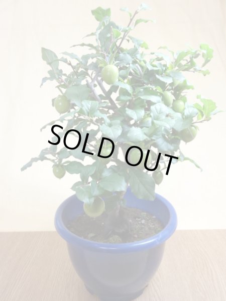 画像2: ローヤ柿 紅光(2) (2)