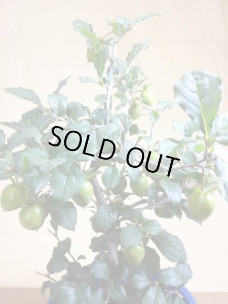 画像3: ローヤ柿 紅光(3) (3)