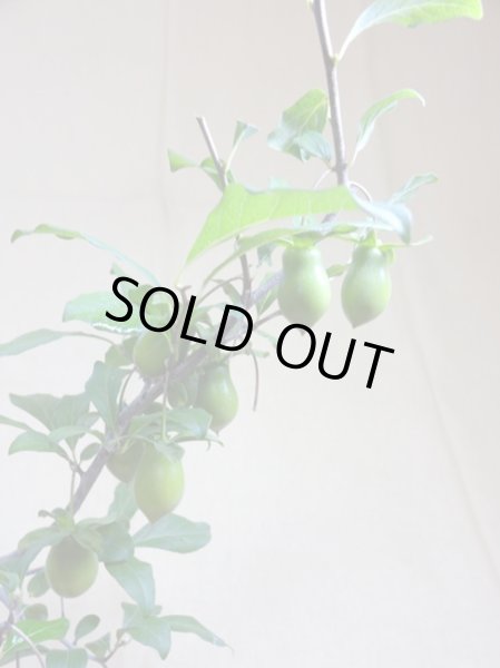 画像3: ローヤ柿 小次郎(1) (3)