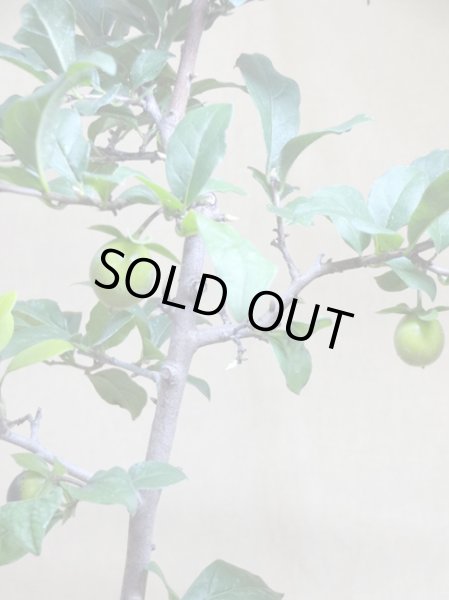 画像3: ローヤ柿 紅若丸 (3)