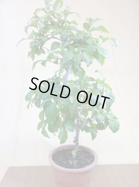 画像2: ローヤ柿 妙義黒天目(1) (2)