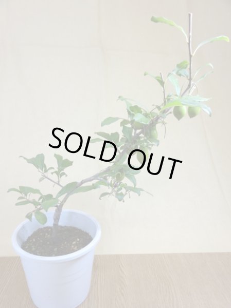 画像2: ローヤ柿 小次郎(1) (2)