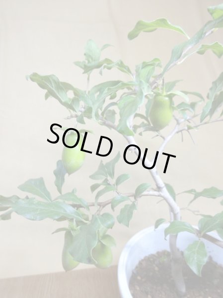 画像3: ローヤ柿 小次郎(2) (3)