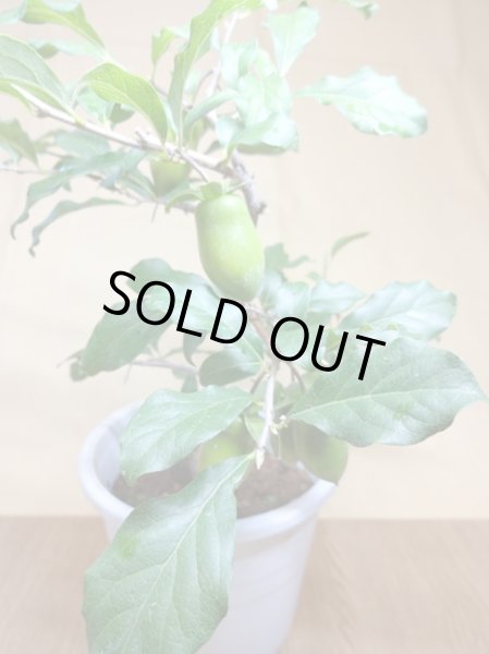 画像4: ローヤ柿 小次郎(2) (4)