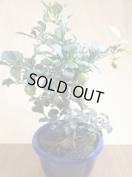 画像2: ローヤ柿 紅光(3) (2)