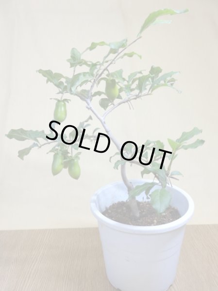 画像2: ローヤ柿 小次郎(2) (2)