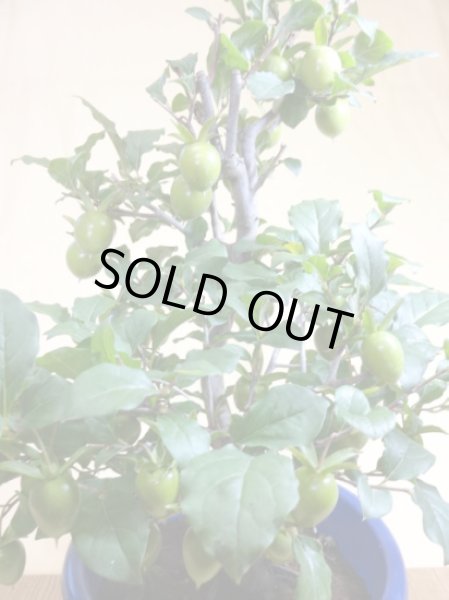 画像3: ローヤ柿 紅光(1) (3)