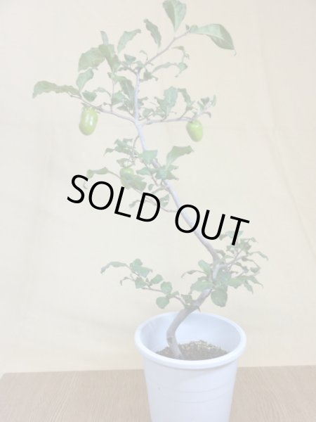 画像2: ローヤ柿 天領 (2)