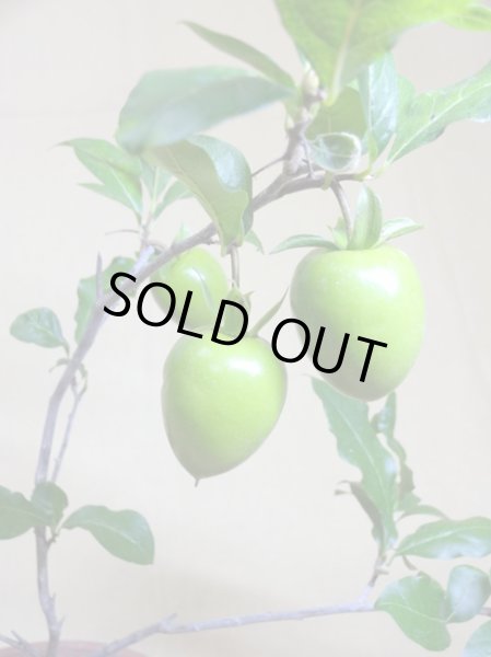 画像3: ローヤ柿 紅富士(2) (3)