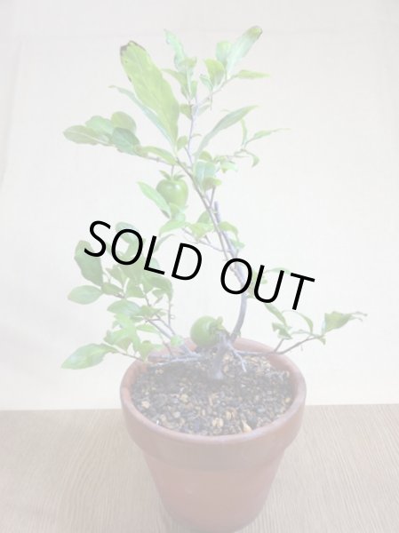 画像2: ローヤ柿 紅富士(1) (2)