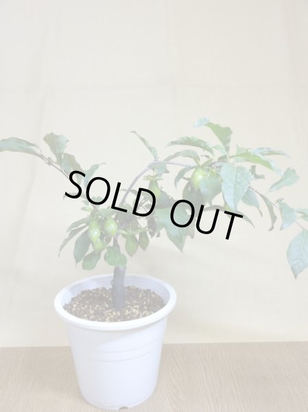 画像2: ローヤ柿 瓢箪型 (2)