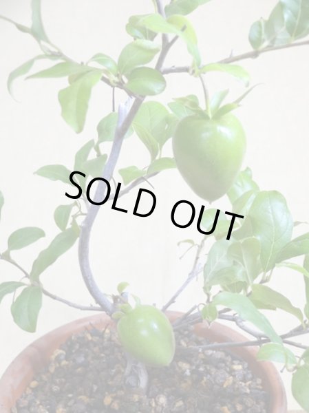 画像3: ローヤ柿 紅富士(1) (3)