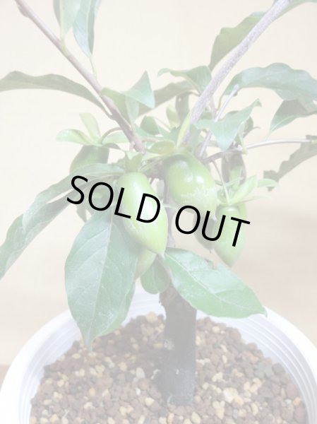 画像4: ローヤ柿 瓢箪型 (4)