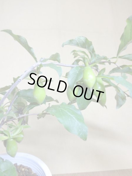 画像3: ローヤ柿 瓢箪型 (3)