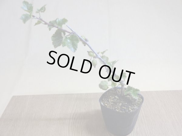 画像2: ヤシャビシャク(3) (2)