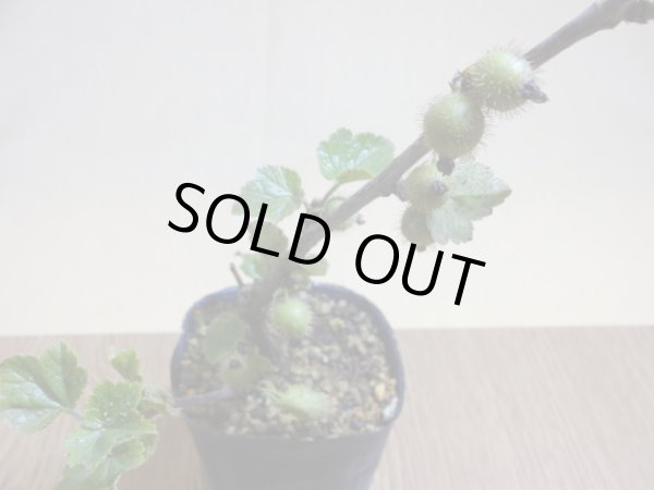 画像3: ヤシャビシャク(3) (3)