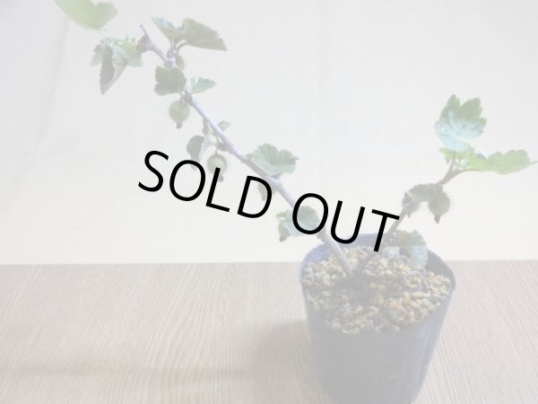 画像2: ヤシャビシャク(2) (2)