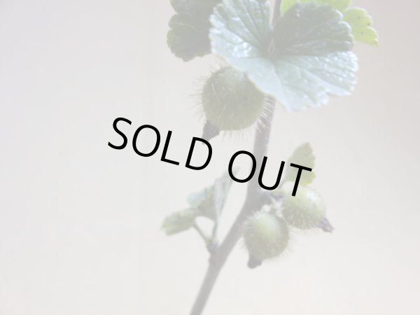 画像3: ヤシャビシャク(1) (3)