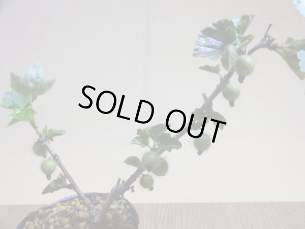 画像3: ヤシャビシャク(2) (3)