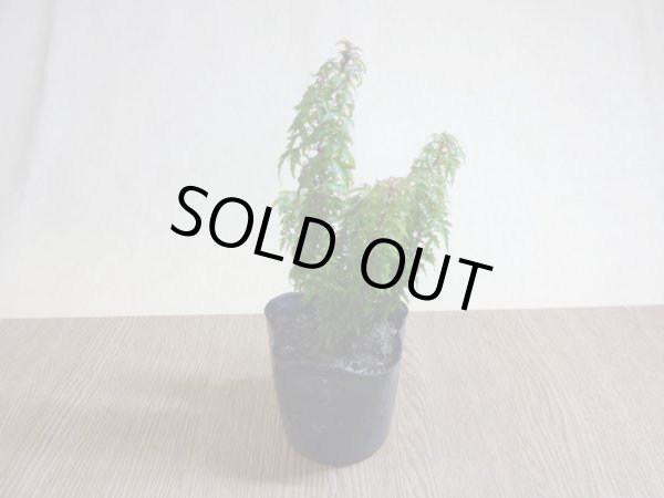 画像2: 琴姫モミジ(4) (2)