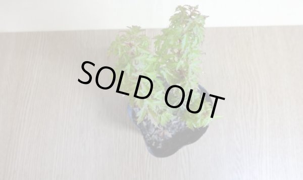 画像3: 琴姫モミジ(2) (3)