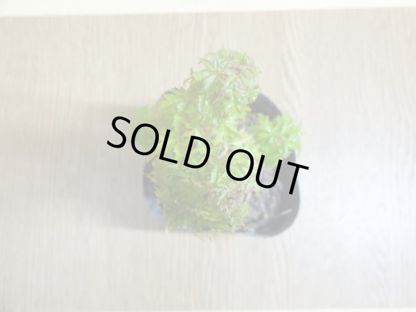 画像3: 琴姫モミジ(3) (3)