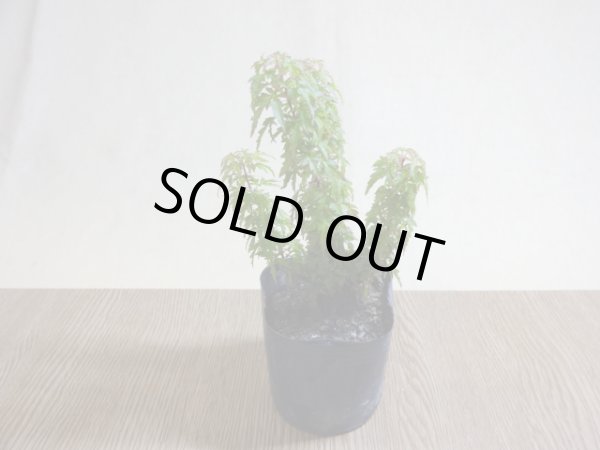 画像2: 琴姫モミジ(1) (2)