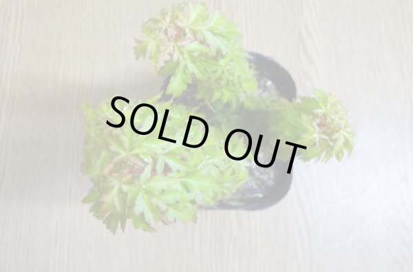 画像3: 琴姫モミジ(1) (3)