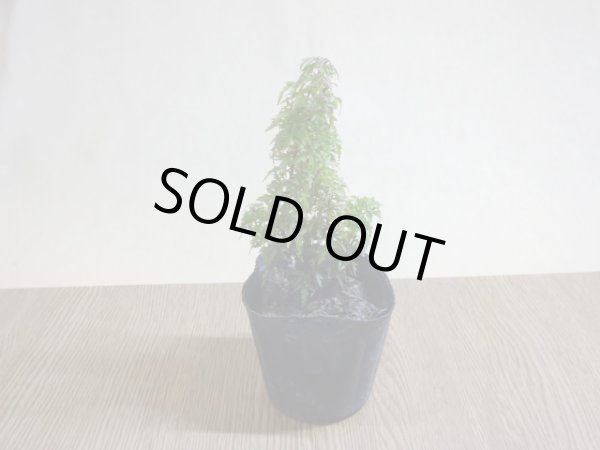 画像2: 琴姫モミジ(3) (2)