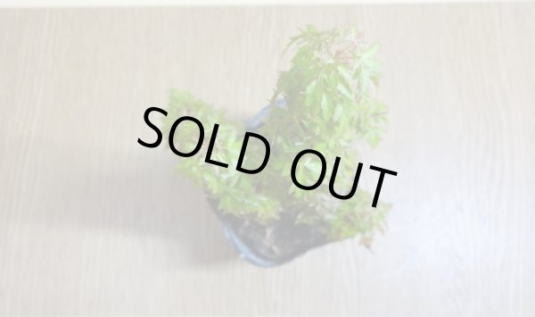 画像3: 琴姫モミジ(5) (3)