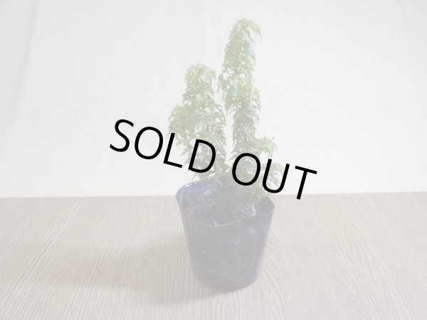 画像2: 琴姫モミジ(5) (2)