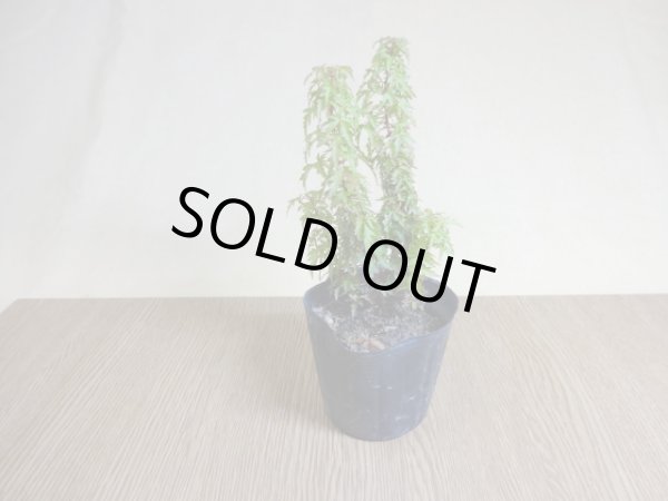 画像2: 琴姫モミジ(2) (2)