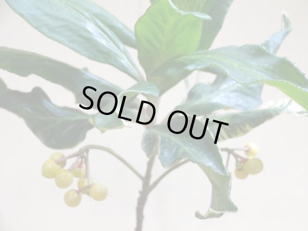 画像5: 斑入白実 百両金(2) (5)