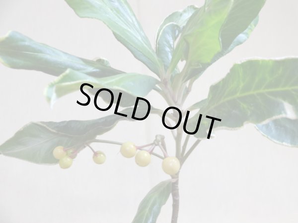 画像5: 斑入白実 百両金(1) (5)