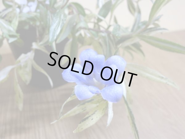 画像2: 斑入八重咲ササリンドウ (2)