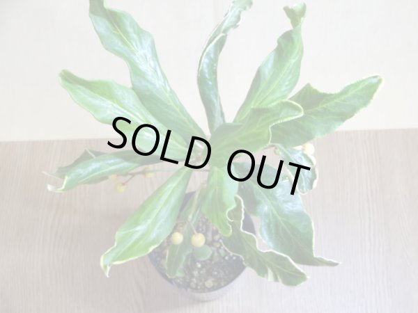 画像4: 斑入白実 百両金(1) (4)