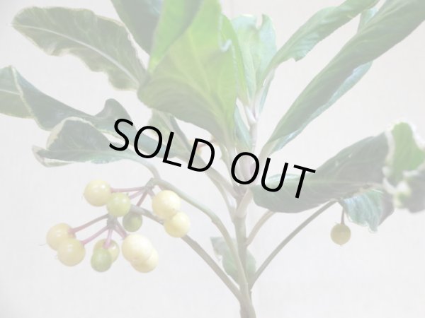 画像6: 斑入白実 百両金(1) (6)