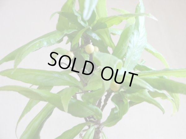 画像5: 萌黄 白実百両金 (5)